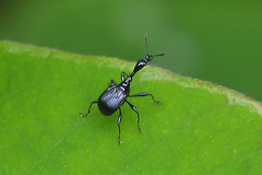 Cycnotrachelus