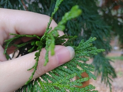 Thuja standishii