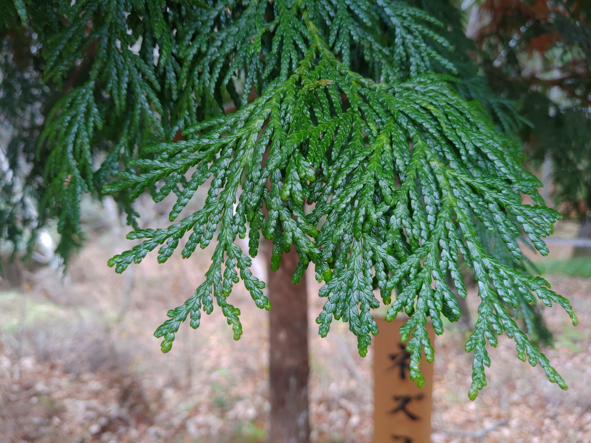 thuja im topf umpflanzen Thuja 