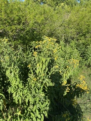 Verbesina subcordata