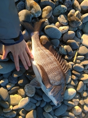 Acanthopagrus schlegelii