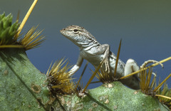 Holbrookia propinqua