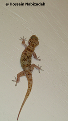 Hemidactylus persicus