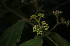 Callicarpa pilosissima