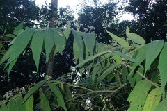 Callicarpa pilosissima