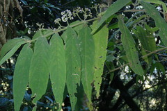 Callicarpa pilosissima
