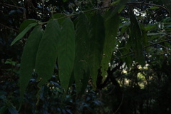 Callicarpa pilosissima
