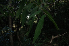 Callicarpa pilosissima