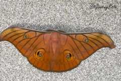 Antheraea helferi