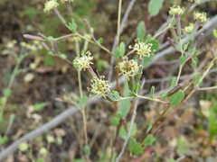Porophyllum punctatum