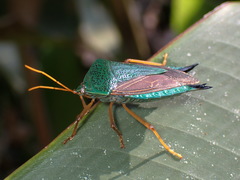 Pygoda polita