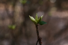 Rhododendron semibarbatum
