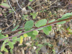 Porophyllum punctatum