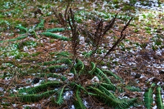 Struthiopteris niponica