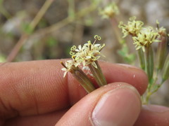 Porophyllum punctatum