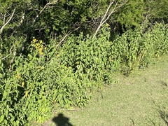 Verbesina subcordata