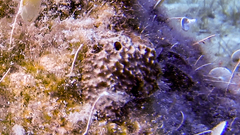 Irciniidae