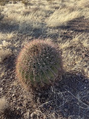 Ferocactus wislizeni
