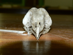 Tyto alba poensis