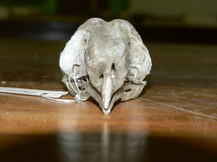 Tyto alba poensis