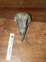 Tyto alba poensis