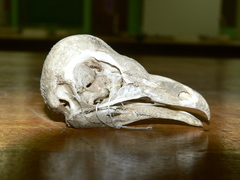 Tyto alba poensis