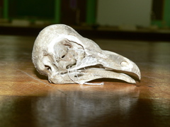 Tyto alba poensis