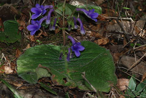 Streptocarpus monophyllus