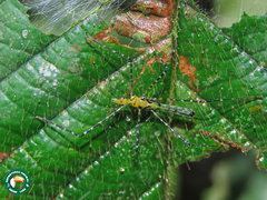Zelus annulosus