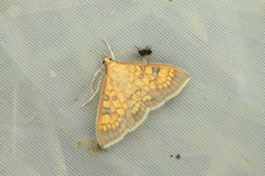 Uresiphita gracilis
