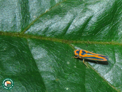 Soosiulus dextrorsus