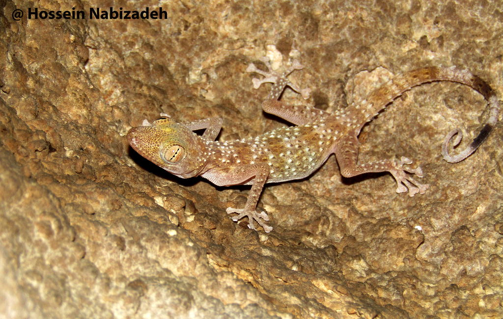 Tangestan Leaf-toed Gecko