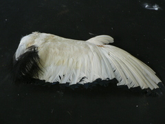 Threskiornis aethiopicus
