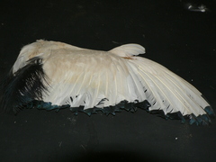 Threskiornis aethiopicus