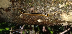 Geoplana apua