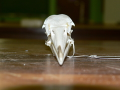 Ardea melanocephala