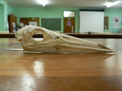 Ardea melanocephala