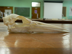 Ardea melanocephala