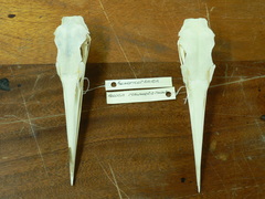 Ardea melanocephala