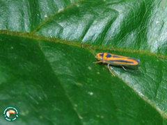 Soosiulus dextrorsus