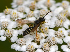 Cerceris arenaria