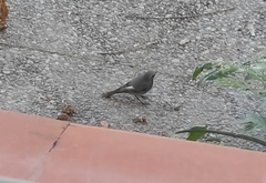 Phoenicurus ochruros