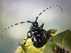 Anoplophora chinensis