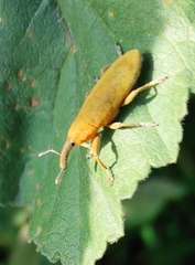 Lixus pulverulentus