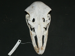 Struthio camelus