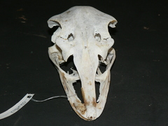 Struthio camelus