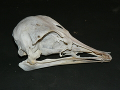 Struthio camelus