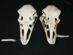 Struthio camelus