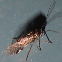 Hyalopsocus striatus