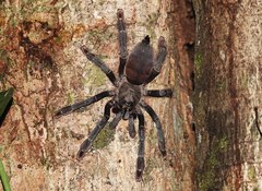 Psalmopoeinae